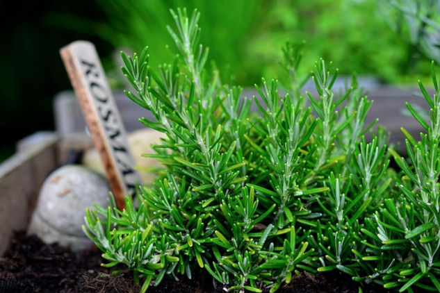 Rosemary growing in a garden. Image by congerdesign from Pixabay. Rosemary: A Multiuse Herb for Vitality and Strength